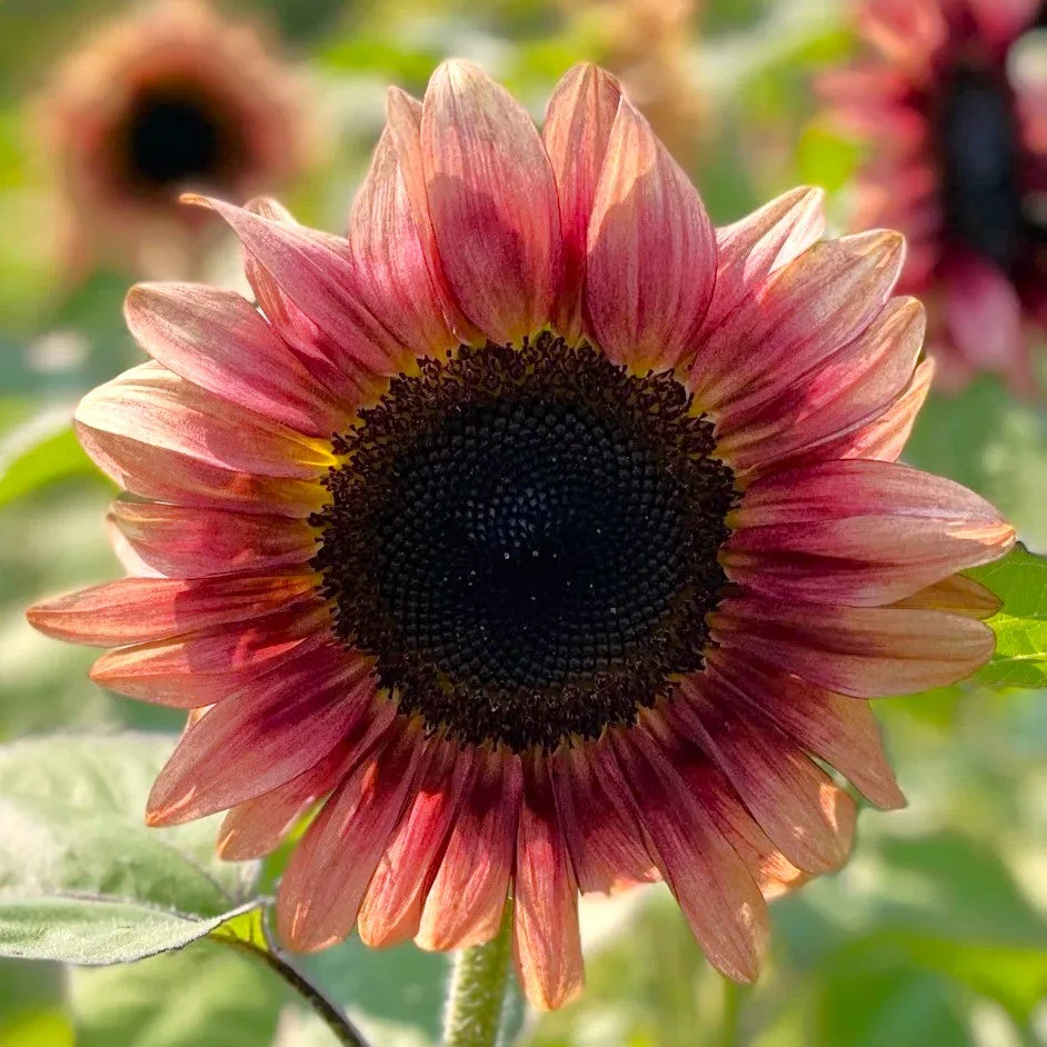 Ruby Eclipse Sunflower