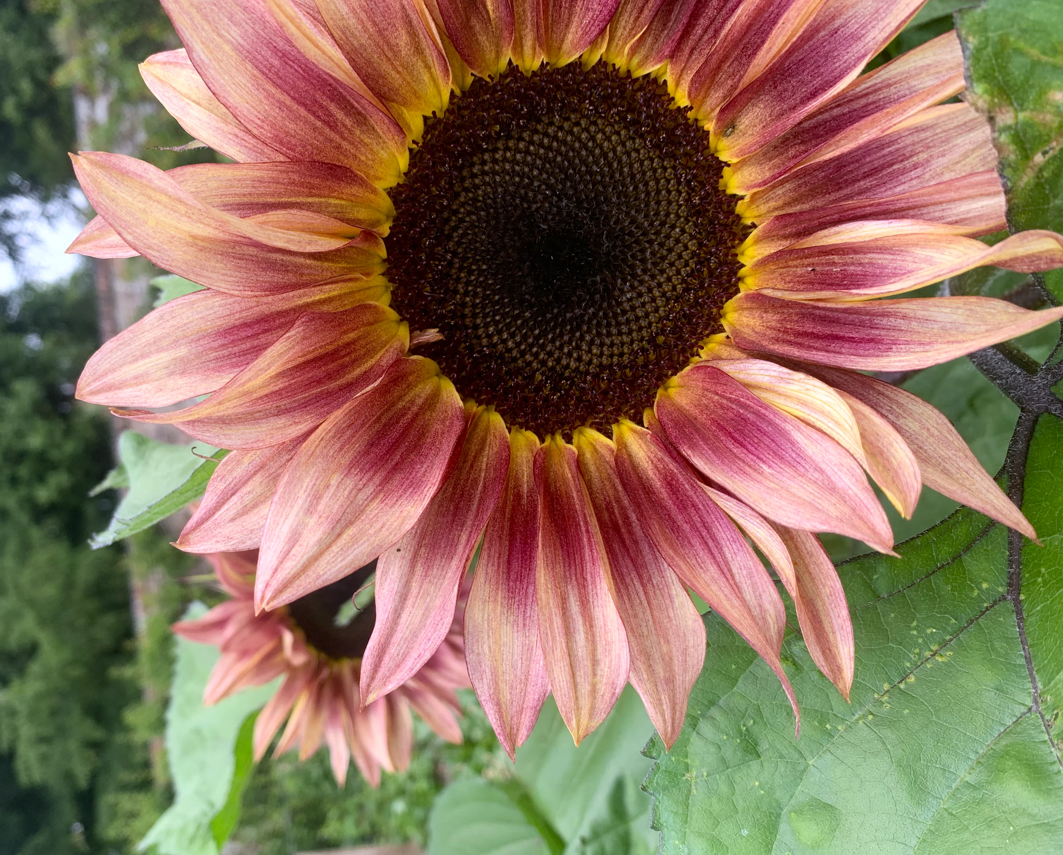 Ruby Eclipse Sunflower - Image 2