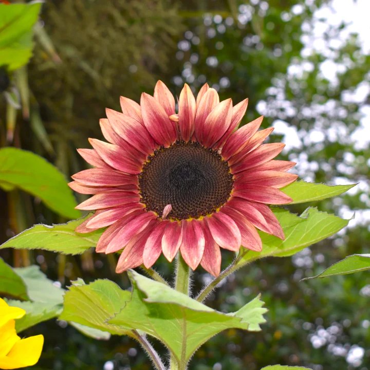 Ruby Eclipse Sunflower - Image 3