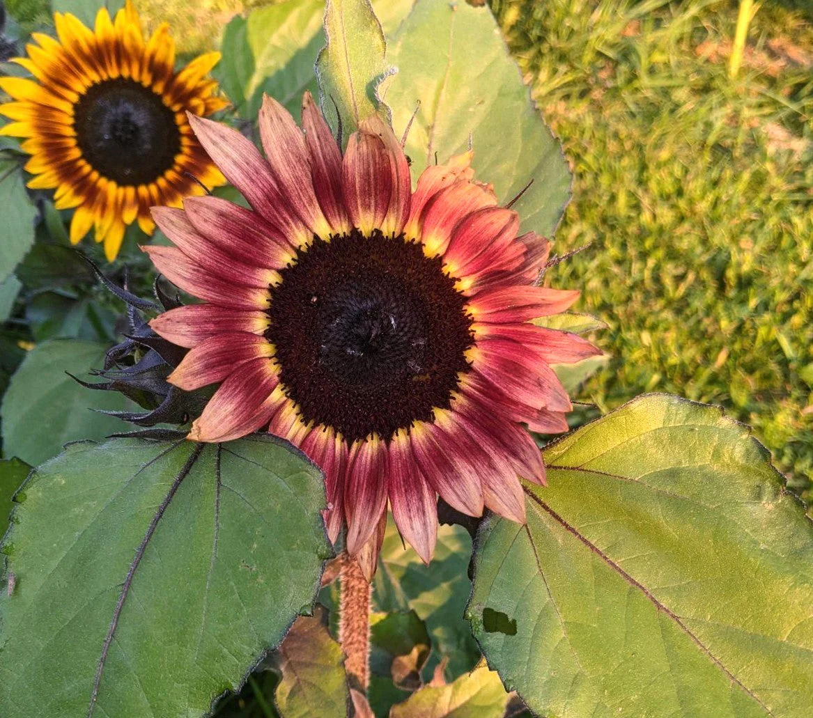 Ruby Eclipse Sunflower - Image 4