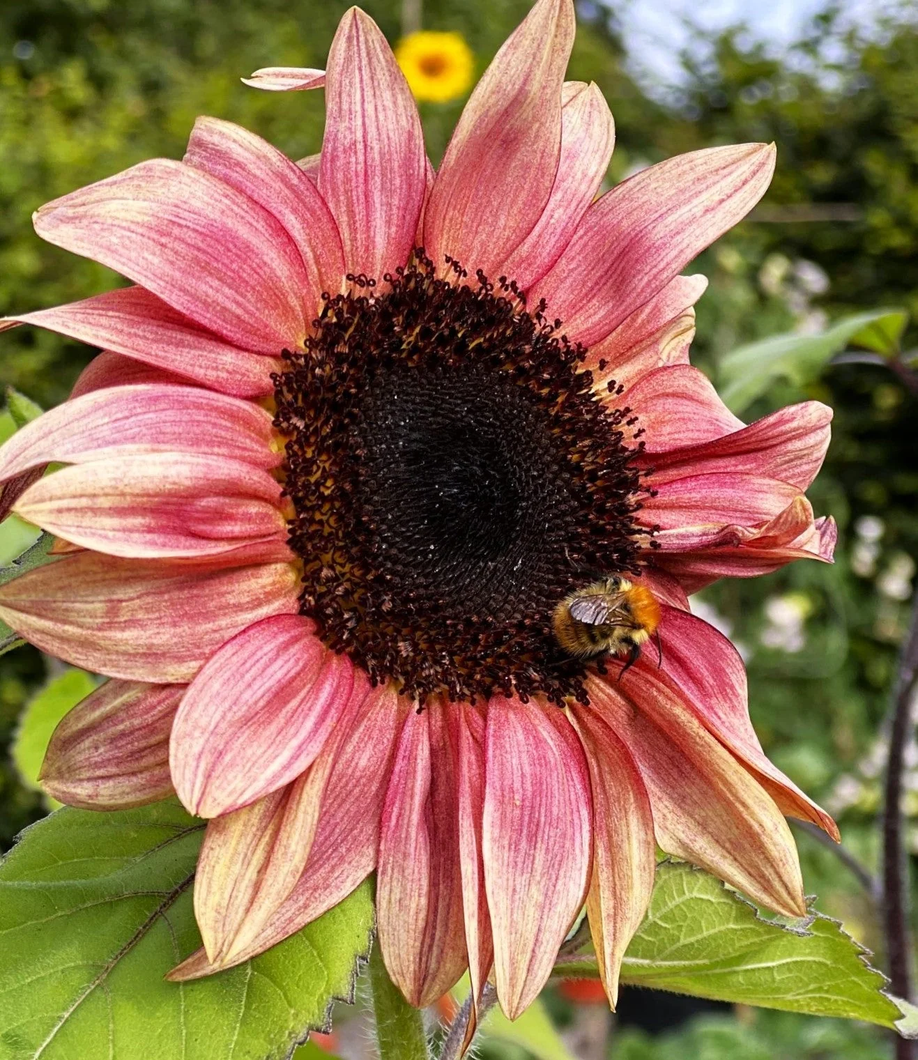 Ruby Eclipse Sunflower - Image 5