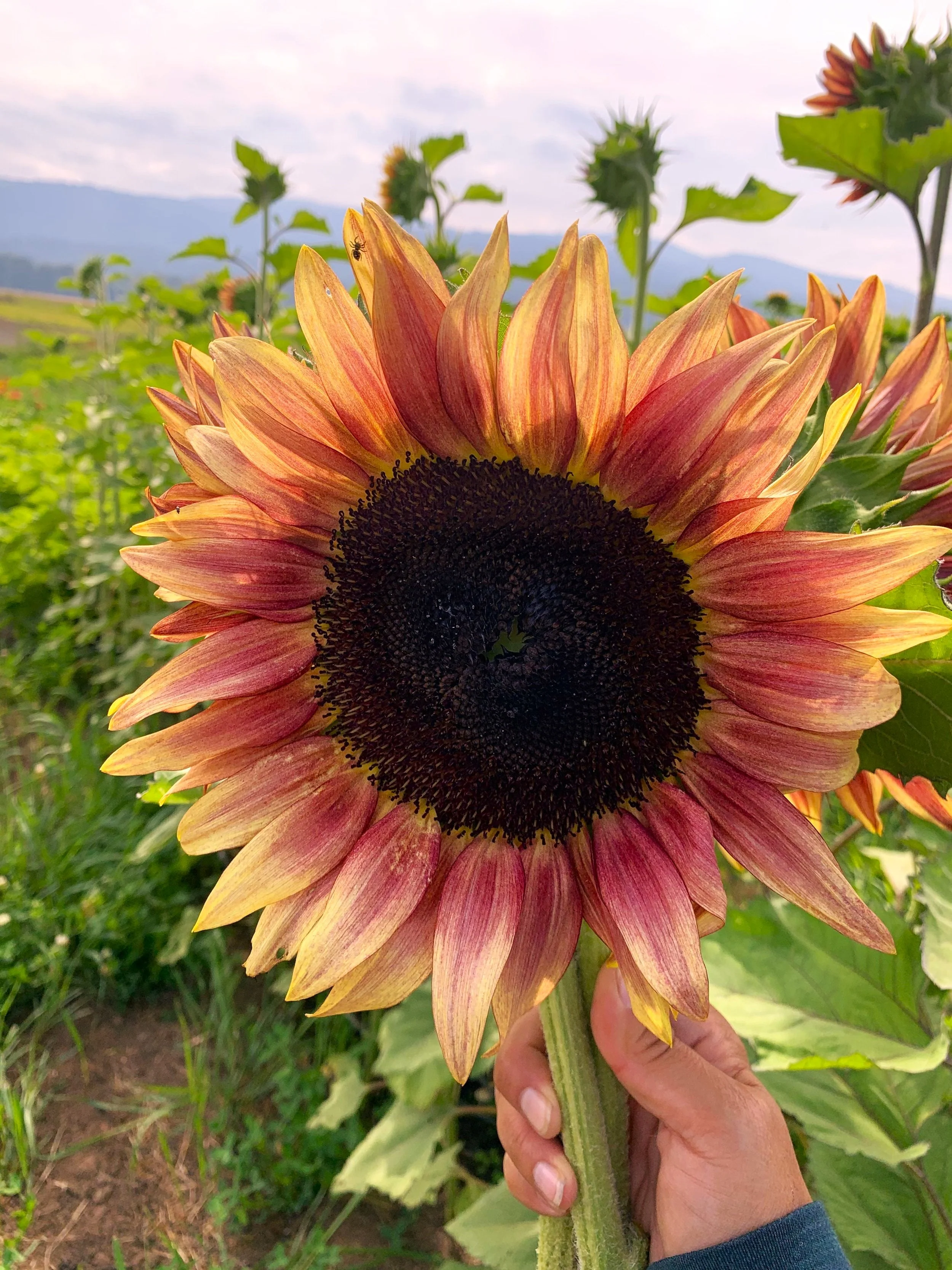 Ruby Eclipse Sunflower - Image 6