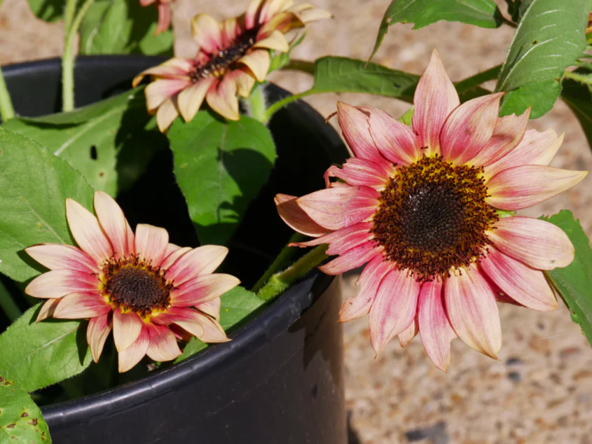 Ruby Eclipse Sunflower - Image 7