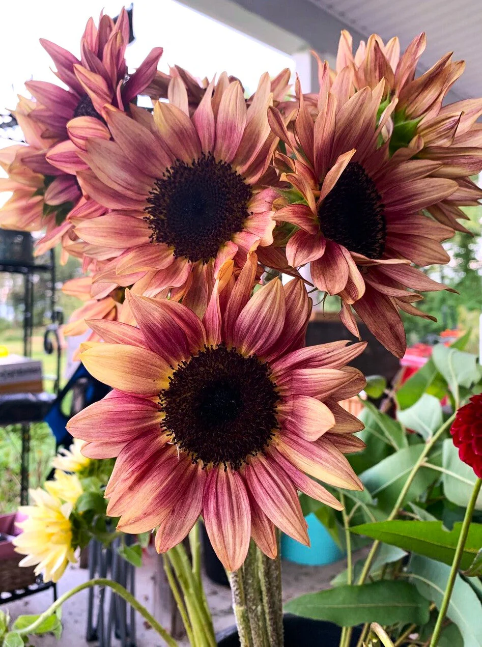 Ruby Eclipse Sunflower - Image 8