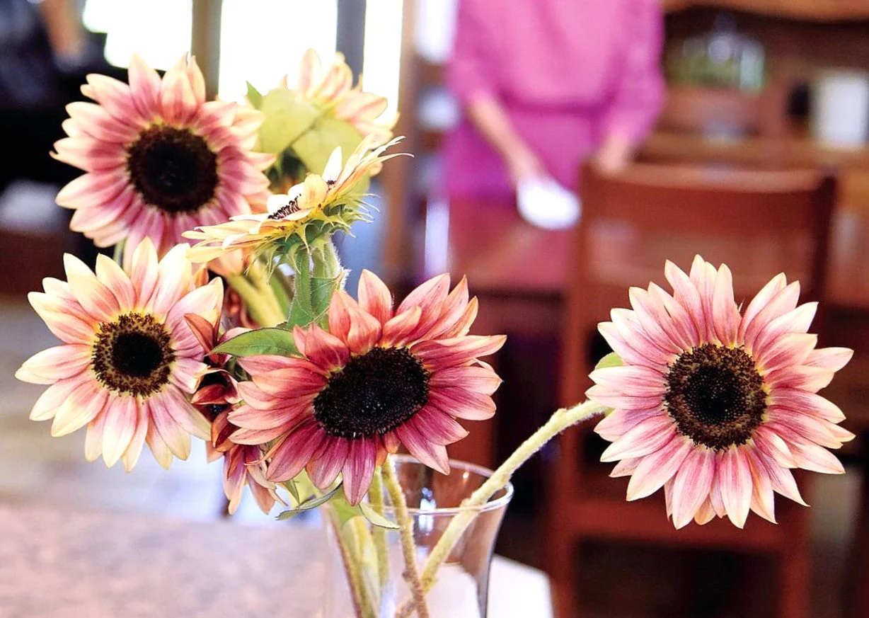 Ruby Eclipse Sunflower - Image 9