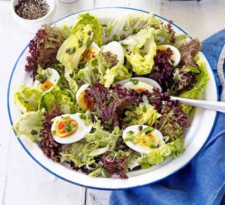 Ruby Red Leaf Lettuce - Image 10