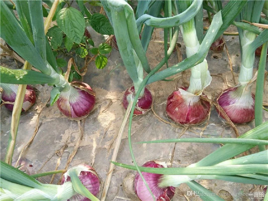 Ruby Red Onion - Image 2