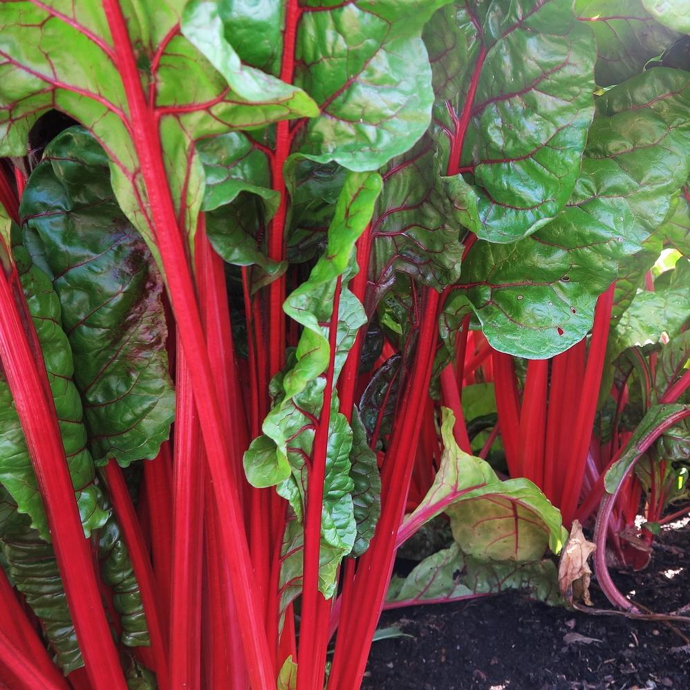 Ruby Red Rhubarb Swiss Chard