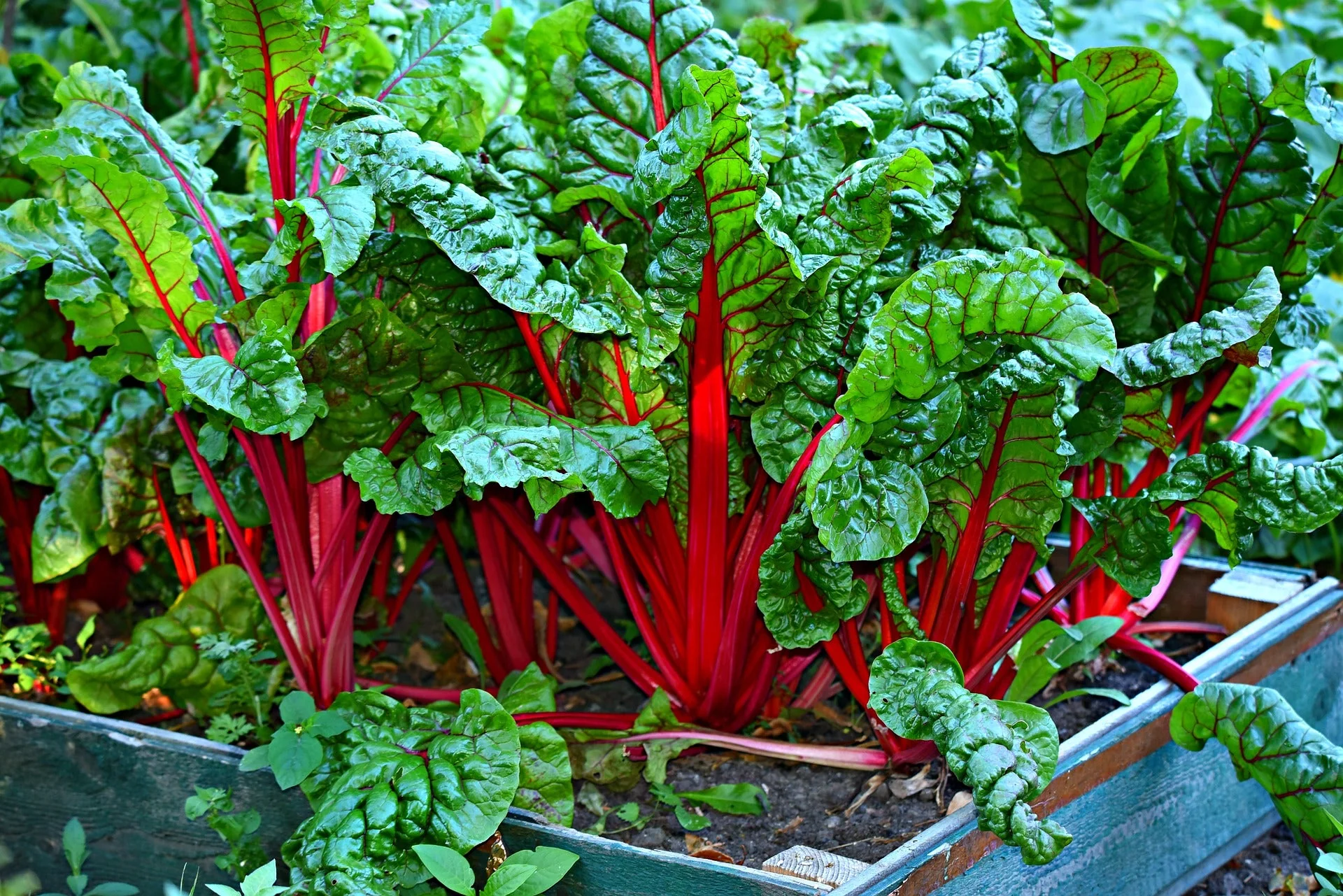 Ruby Red Rhubarb Swiss Chard - Image 2