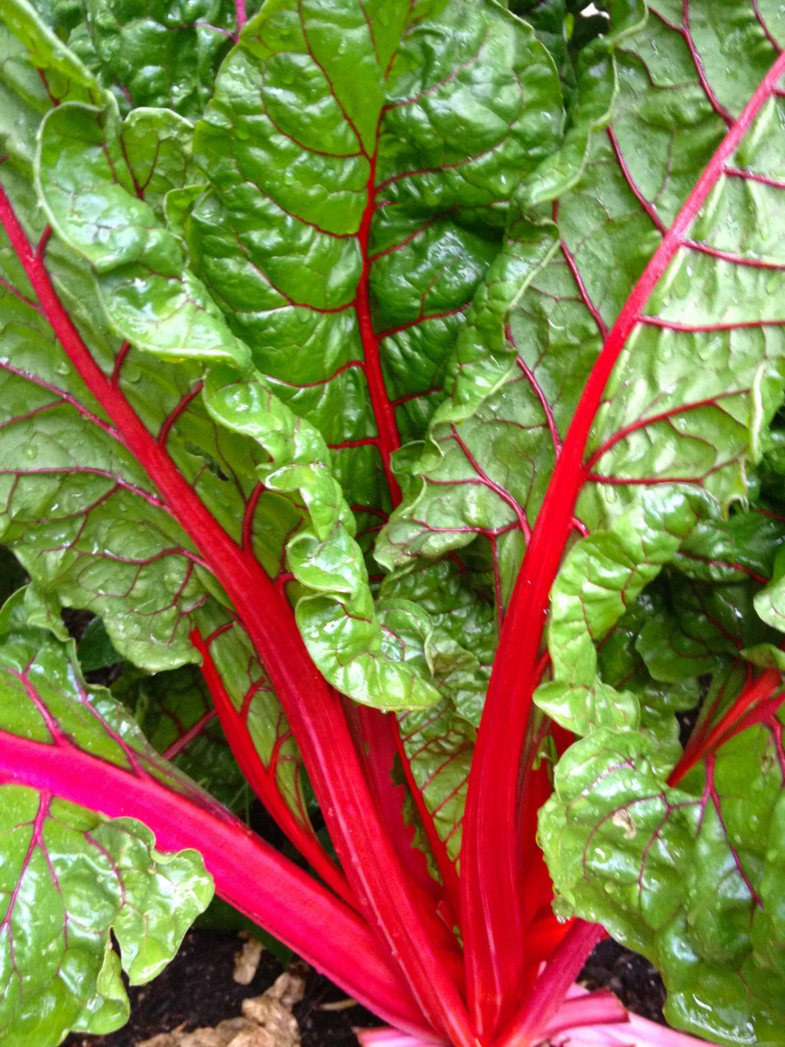 Ruby Red Rhubarb Swiss Chard - Image 3