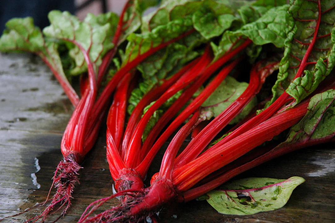 Ruby Red Rhubarb Swiss Chard - Image 4