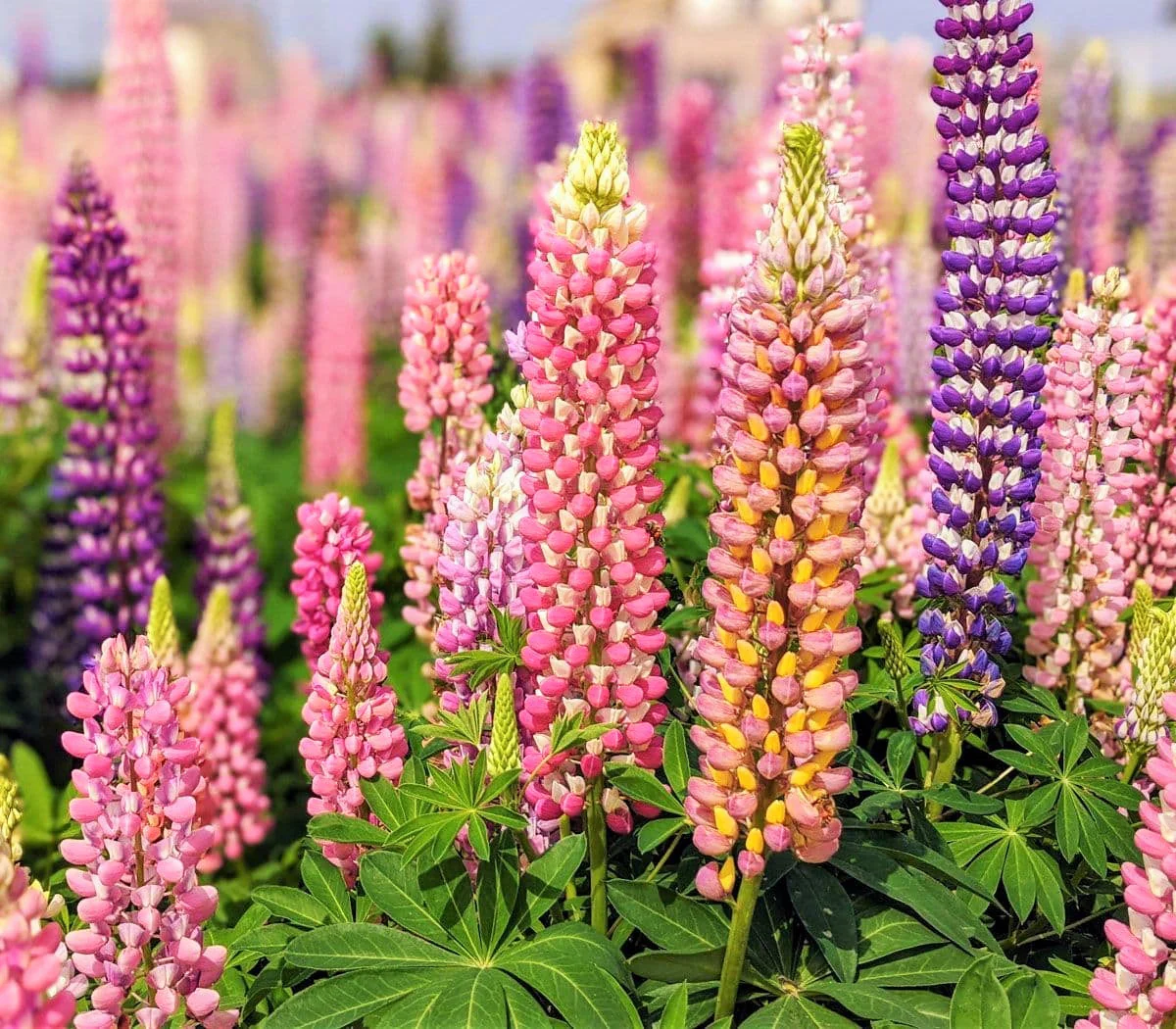 Russell Mix Lupine - Image 3