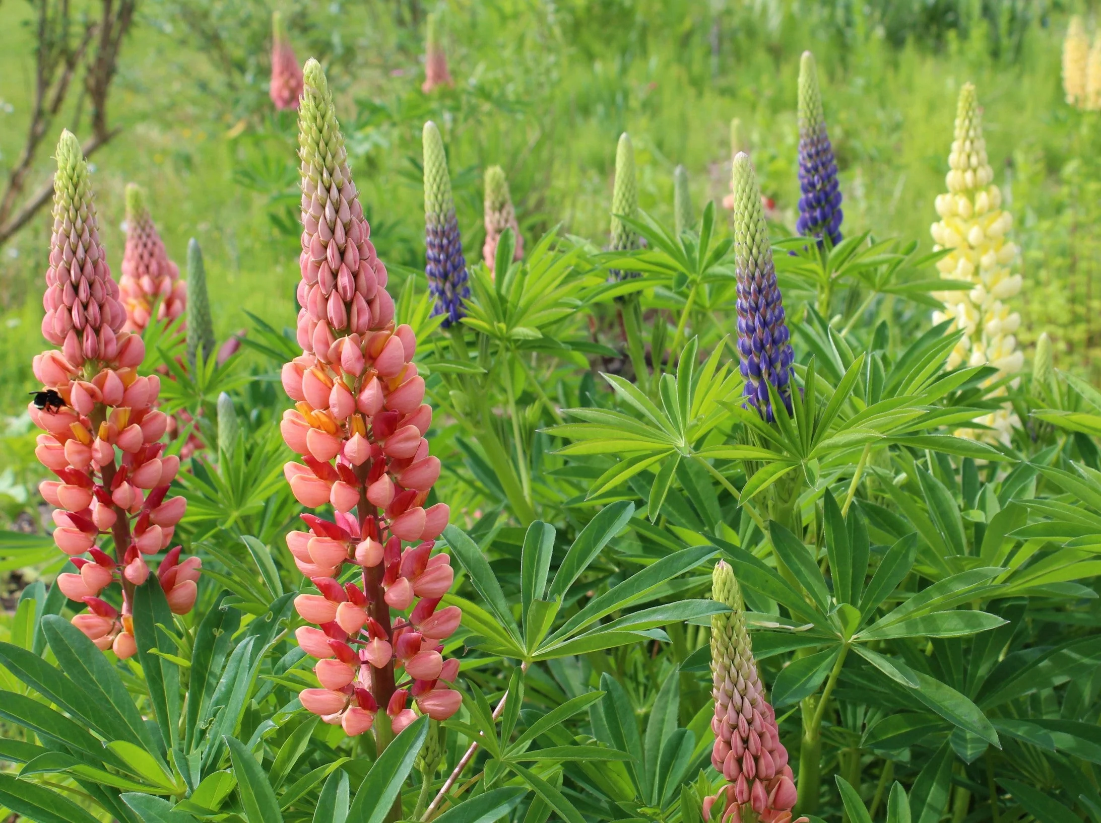 Russell Mix Lupine - Image 4