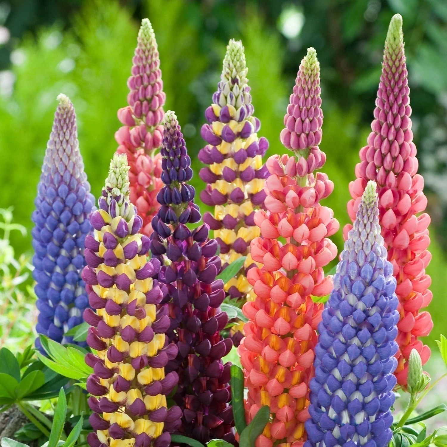 Russell Mix Lupine - Image 5