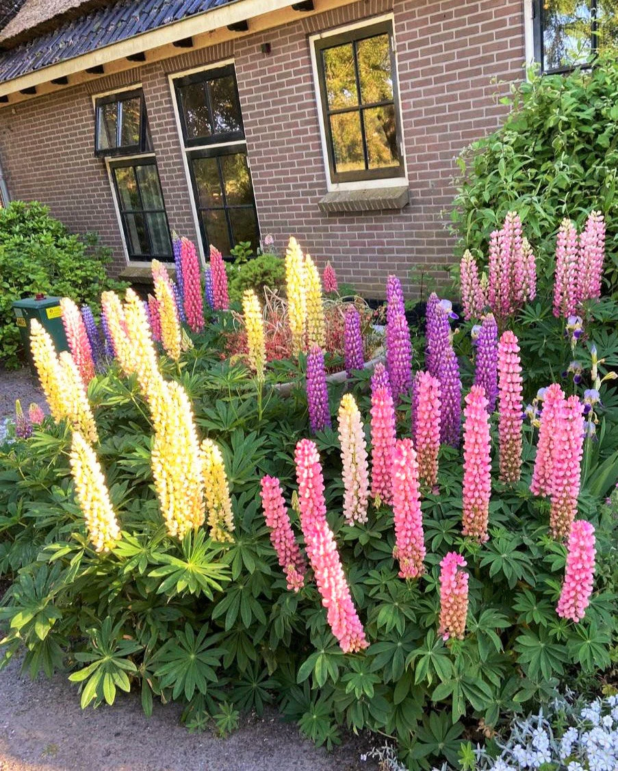 Russell Mix Lupine - Image 6
