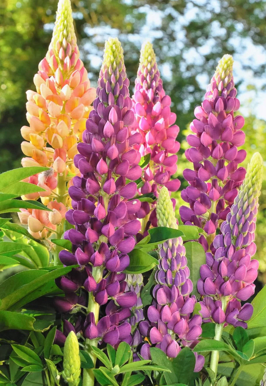 Russell Mix Lupine - Image 7