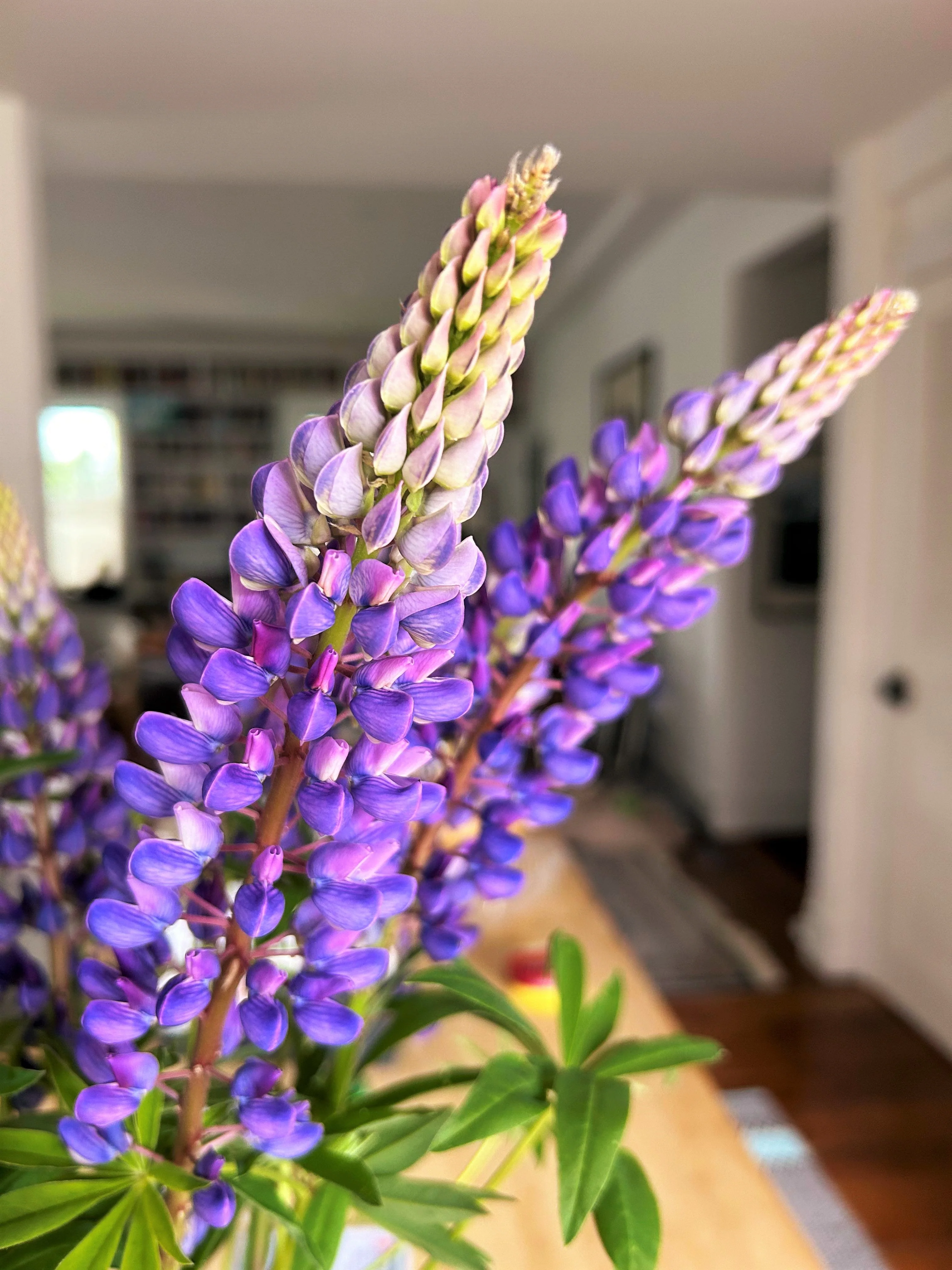 Russell Mix Lupine - Image 8