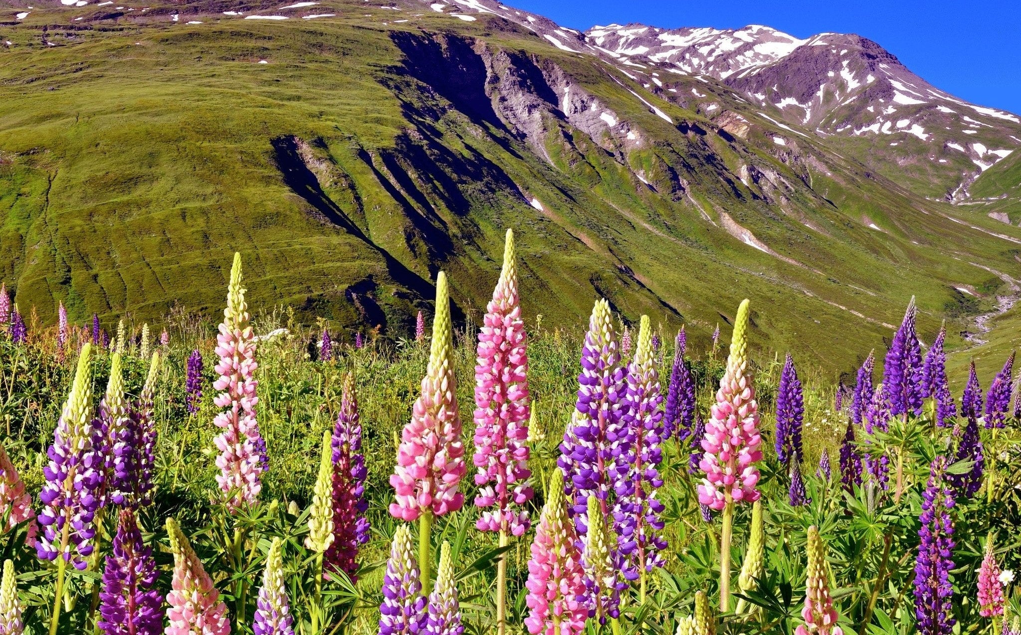 Russell Mix Lupine - Image 9