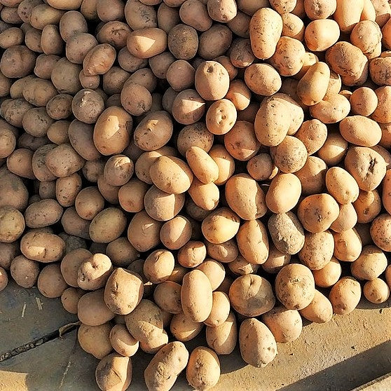 PRE-ORDER NOW! SHIPS APRIL 2026 - Russet Burbank Seed Potatoes - Image 2