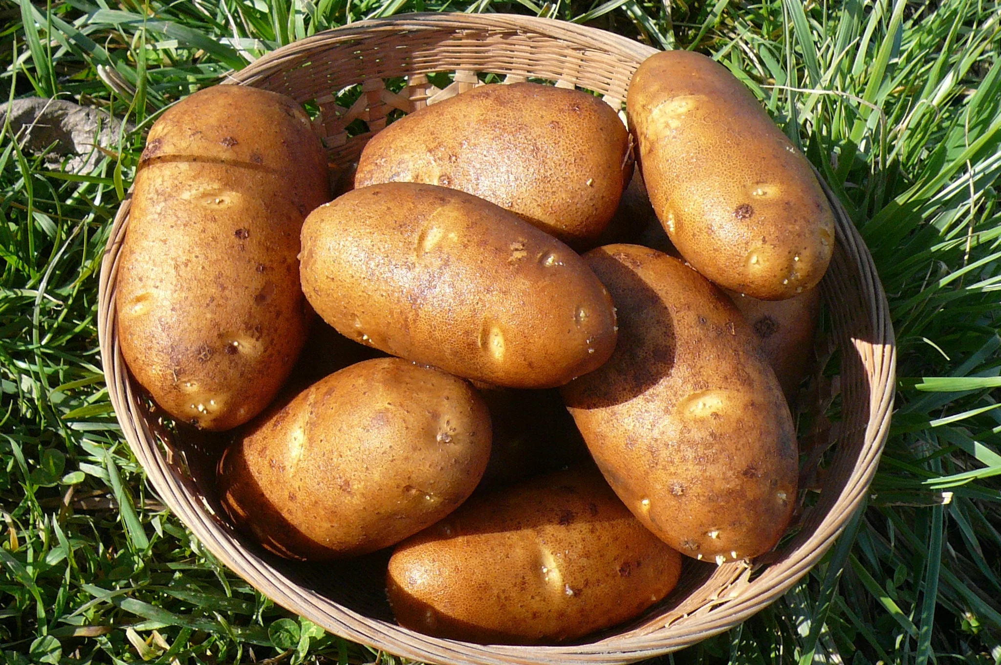 PRE-ORDER NOW! SHIPS APRIL 2026 - Russet Burbank Seed Potatoes - Image 3