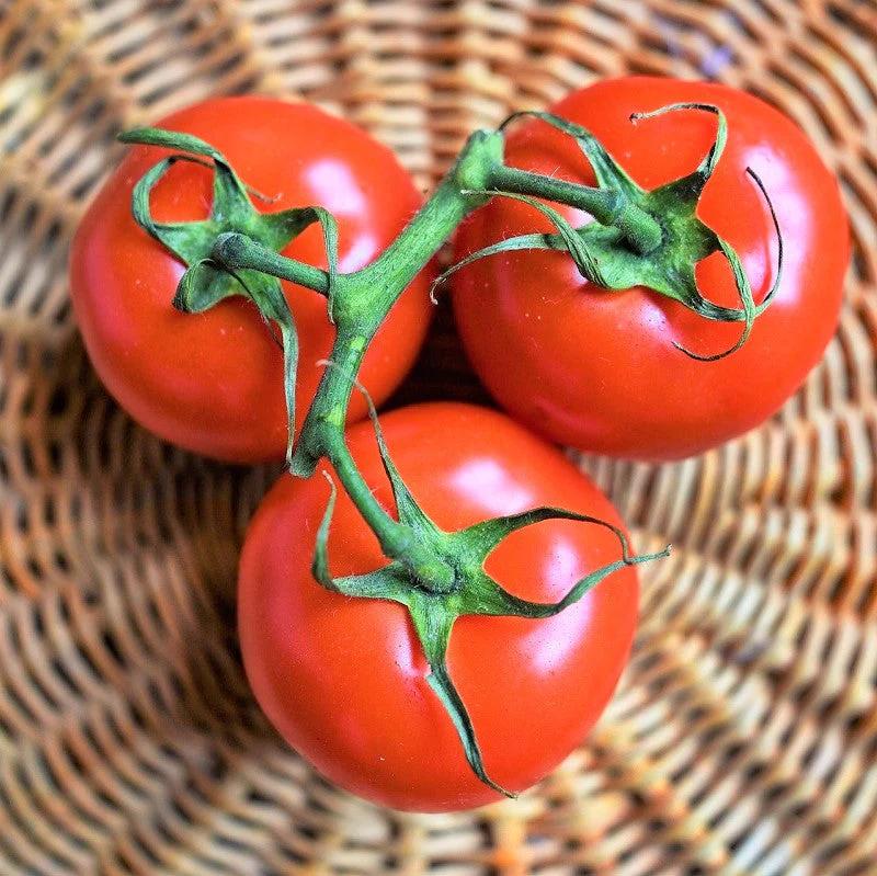 Rutgers Tomato - Image 3