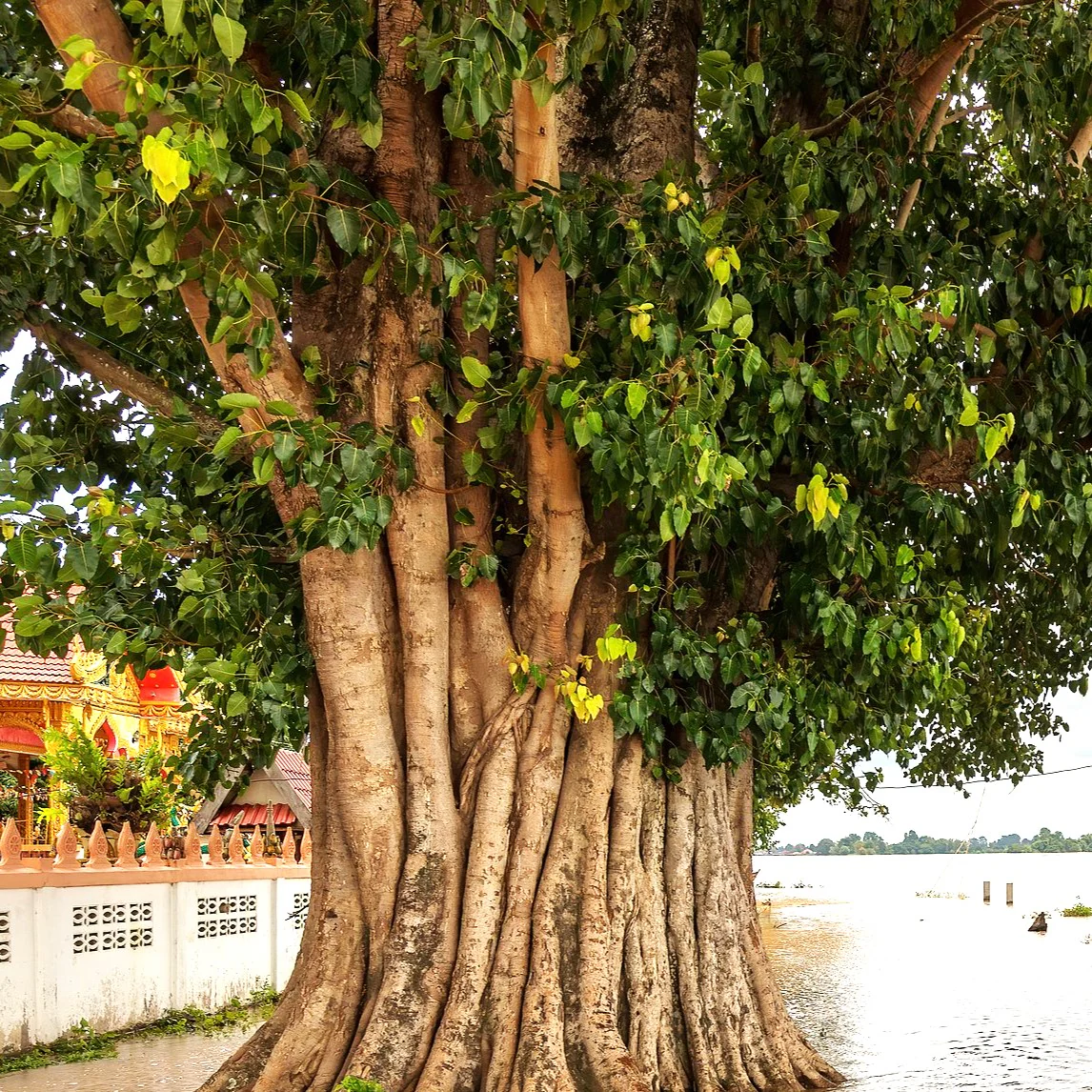 Sacred Fig Tree (Buddha Tree)