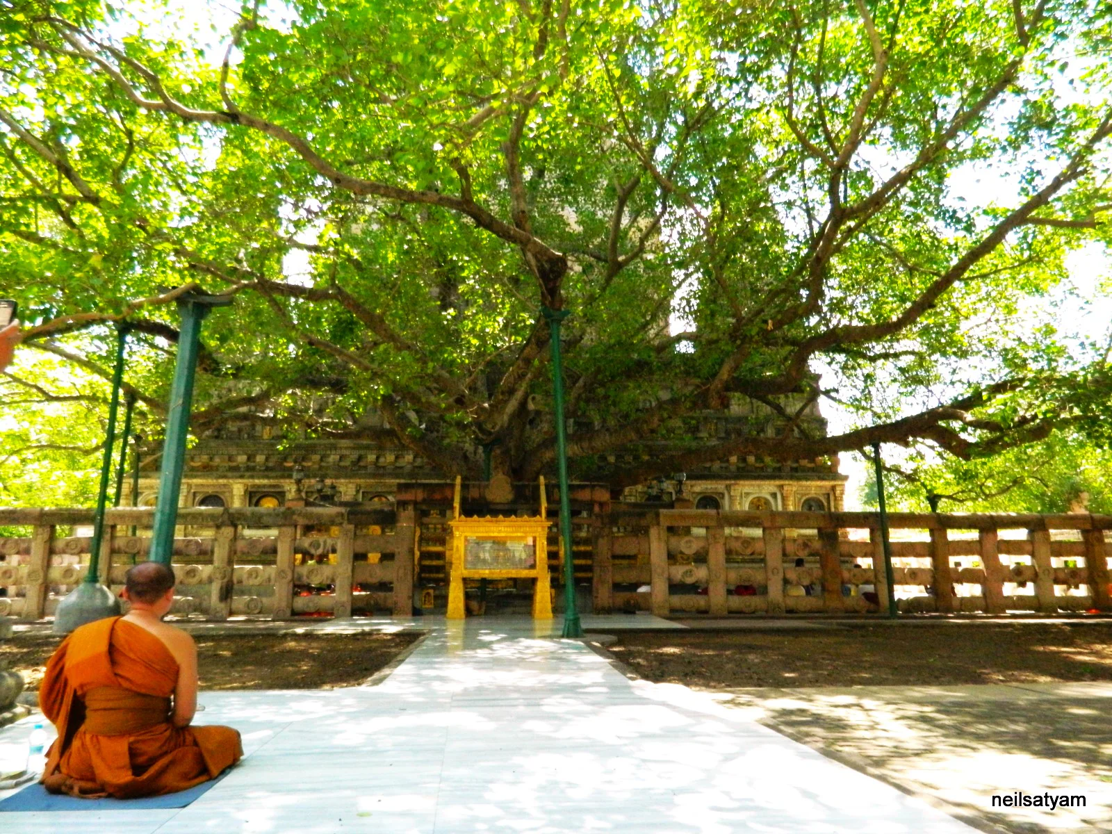 Sacred Fig Tree (Buddha Tree) - Image 2