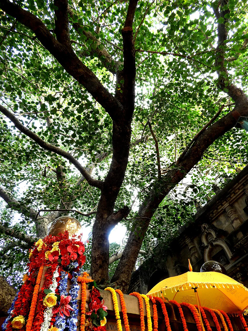 Sacred Fig Tree (Buddha Tree) - Image 3