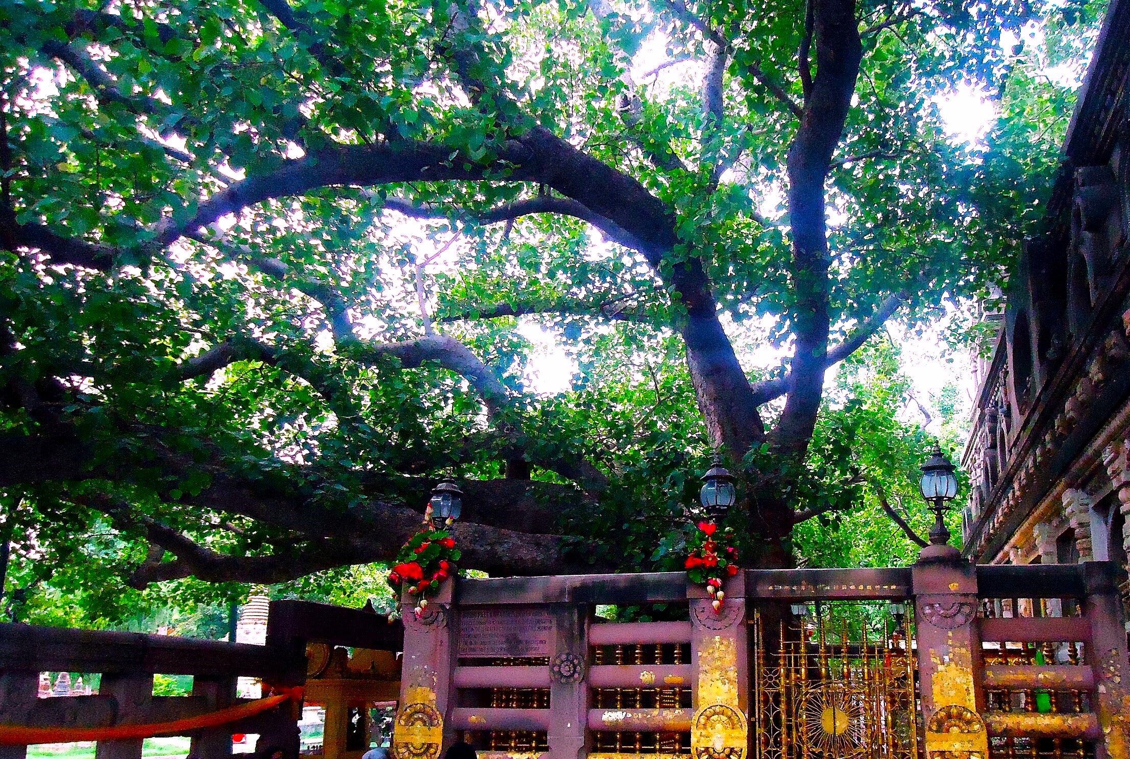 Sacred Fig Tree (Buddha Tree) - Image 4