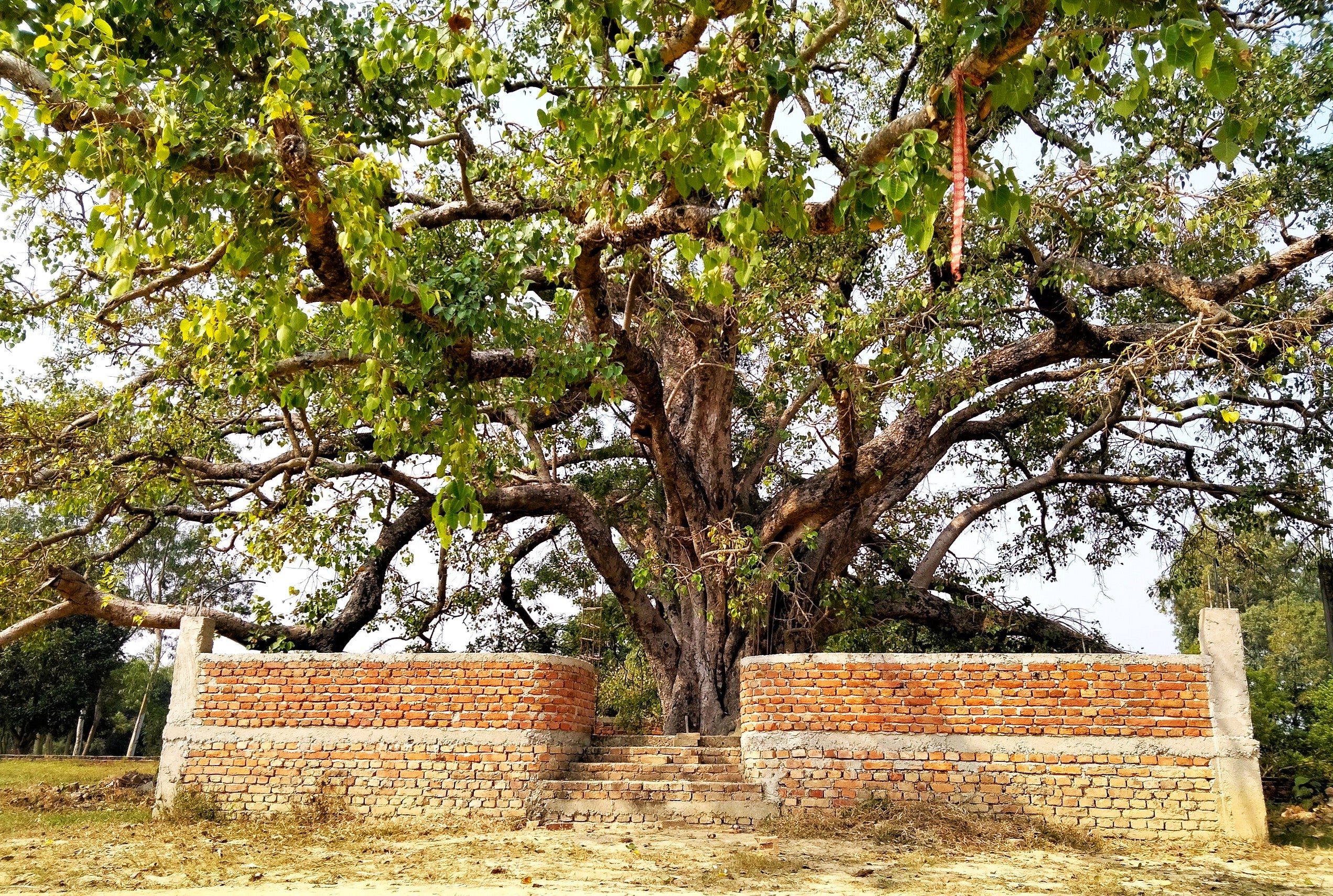 Sacred Fig Tree (Buddha Tree) - Image 5