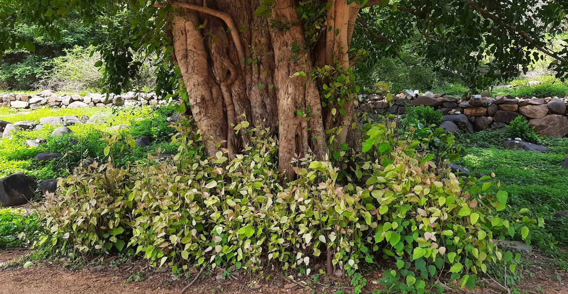 Sacred Fig Tree (Buddha Tree) - Image 6