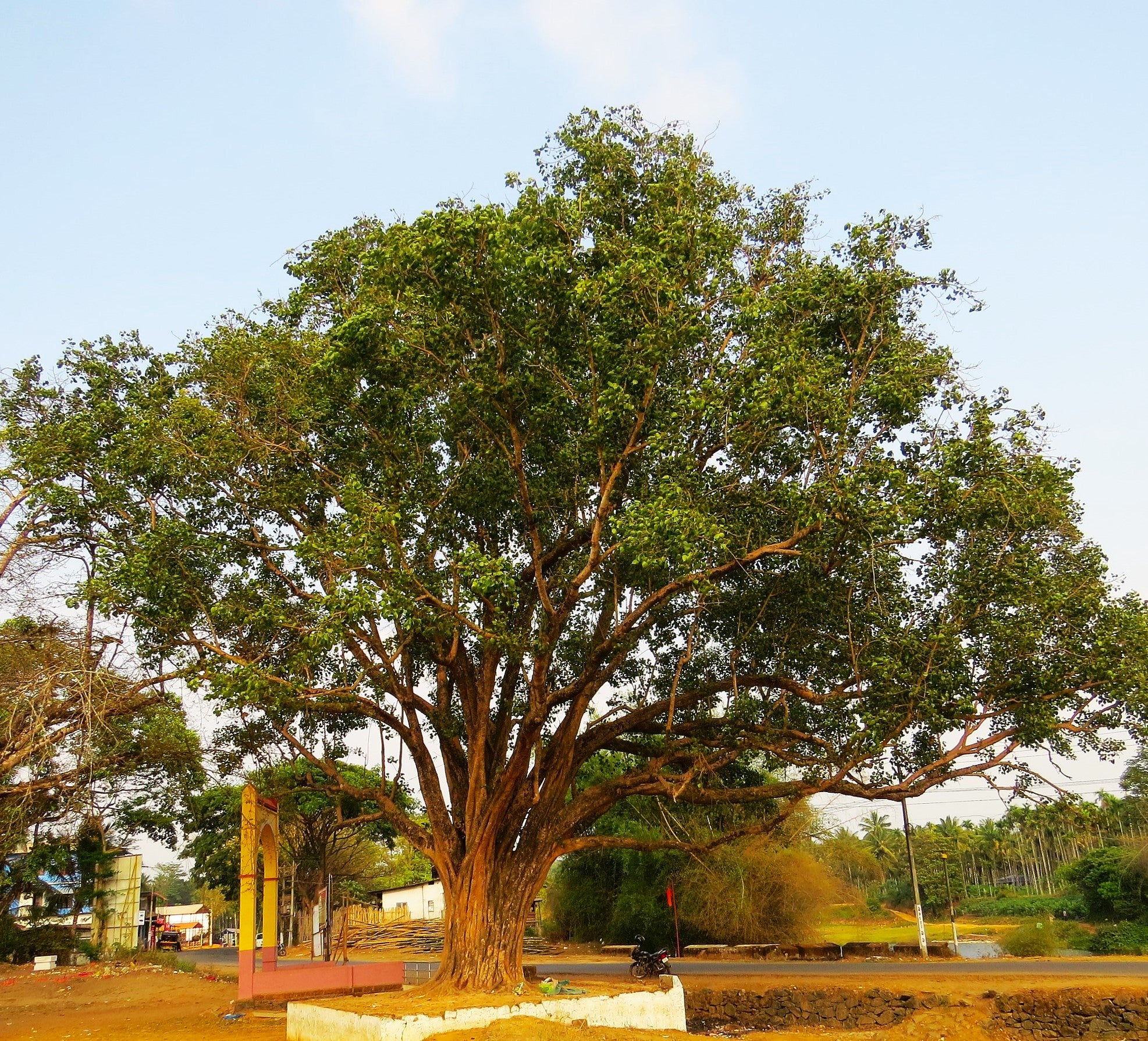 Sacred Fig Tree (Buddha Tree) - Image 7
