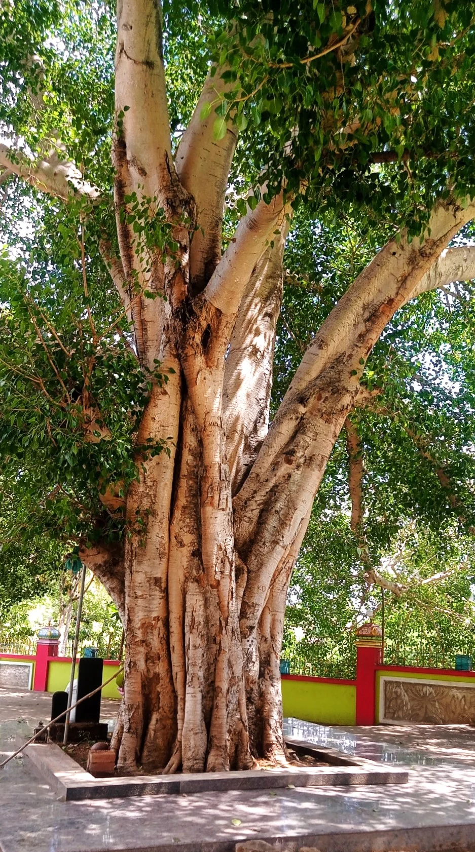 Sacred Fig Tree (Buddha Tree) - Image 8