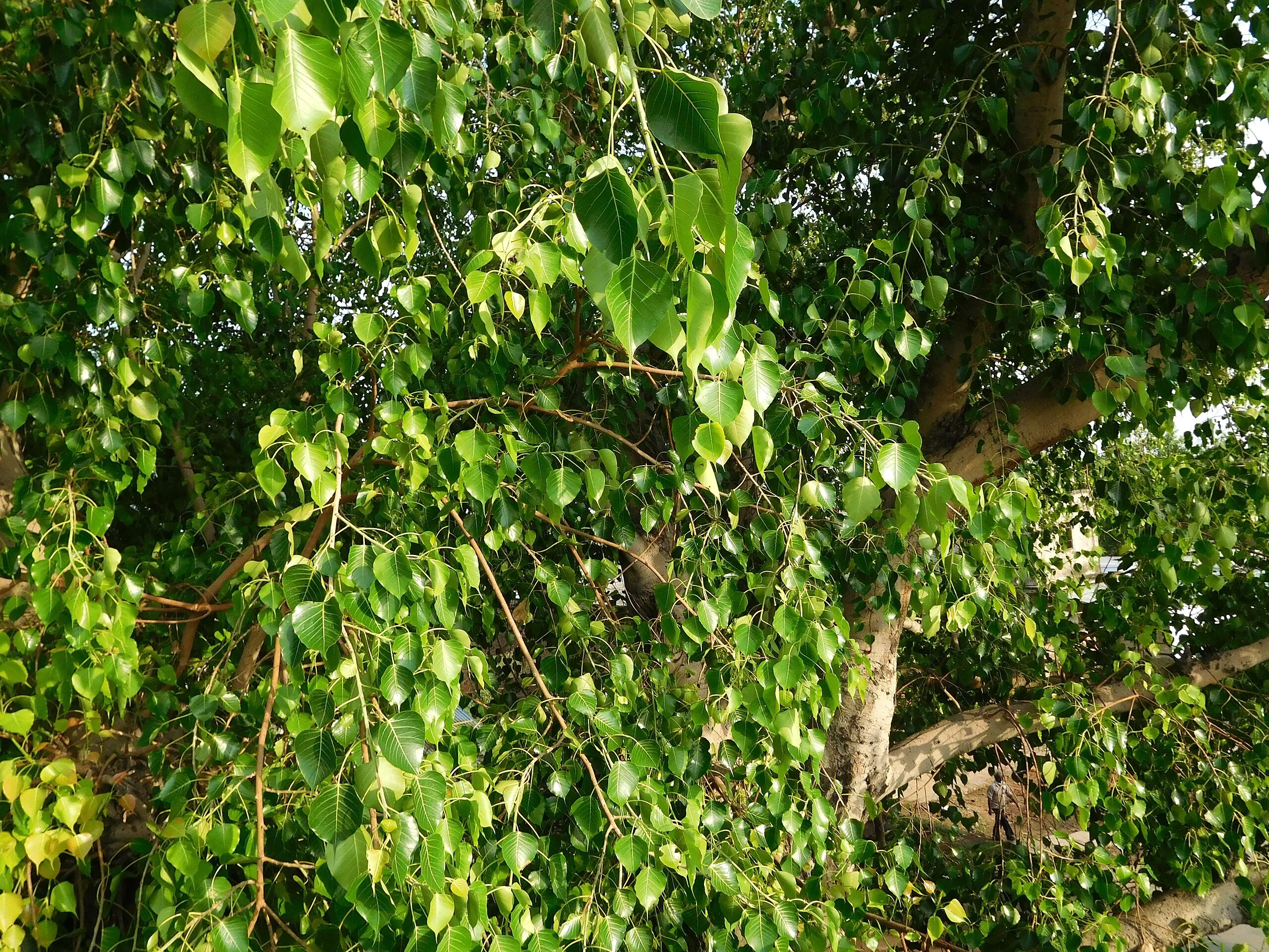 Sacred Fig Tree (Buddha Tree) - Image 9