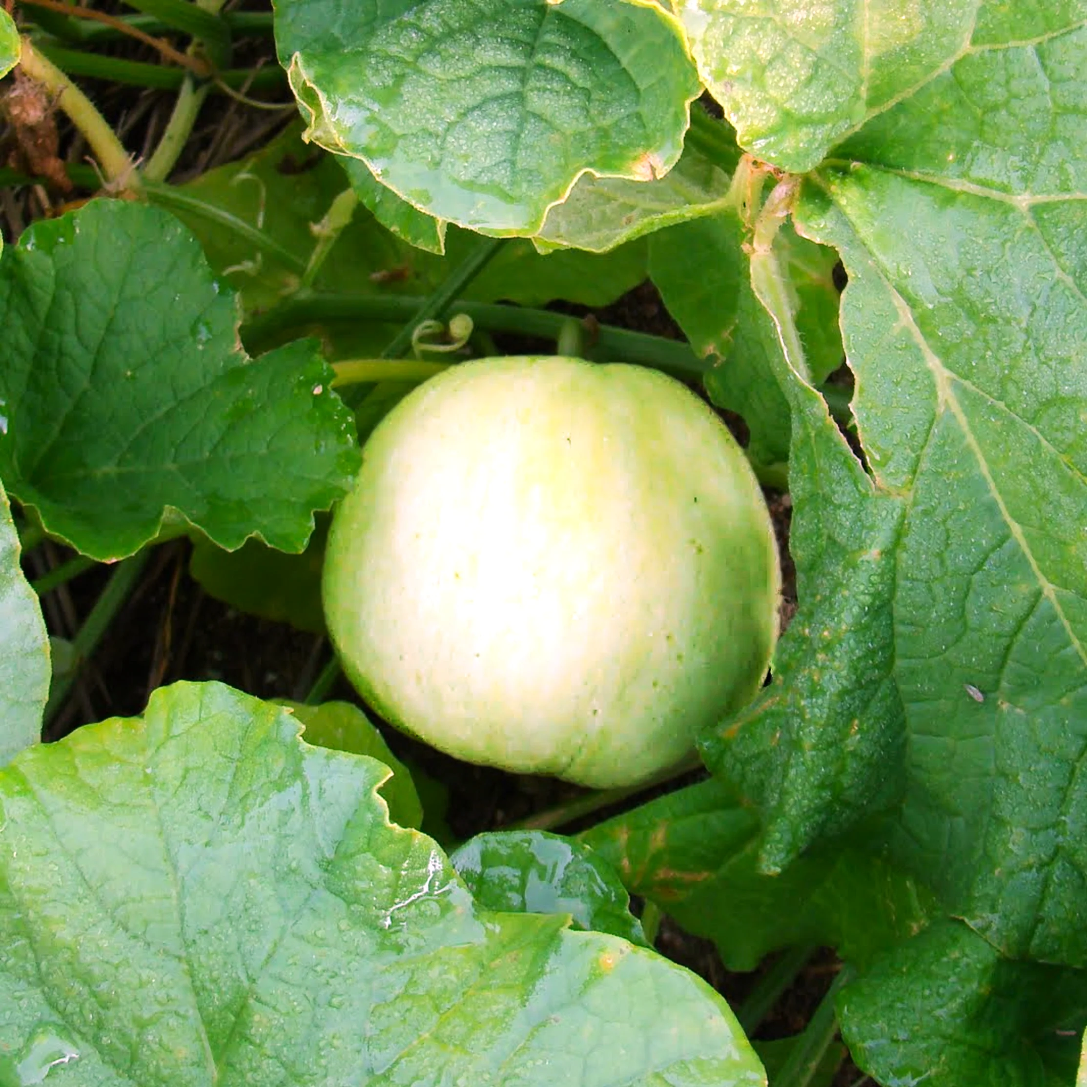 Sakata's Sweet Asian Melon