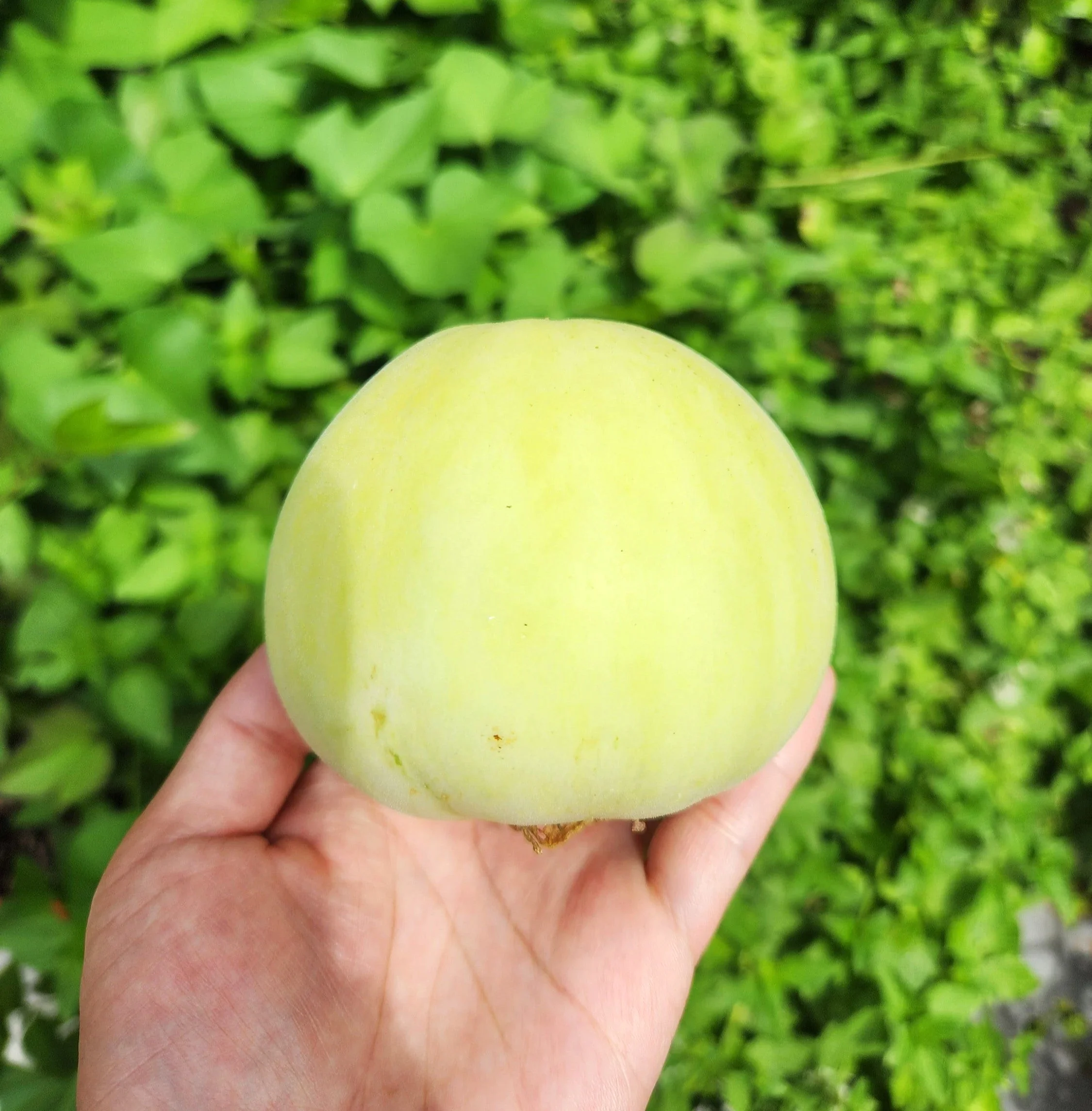 Sakata's Sweet Asian Melon - Image 2