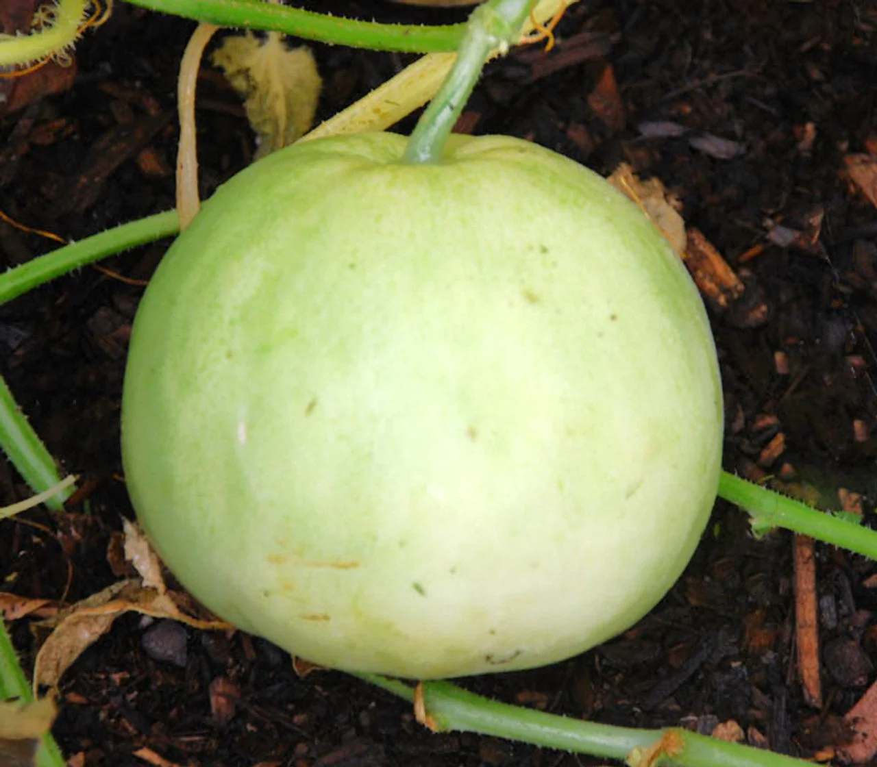 Sakata's Sweet Asian Melon - Image 3