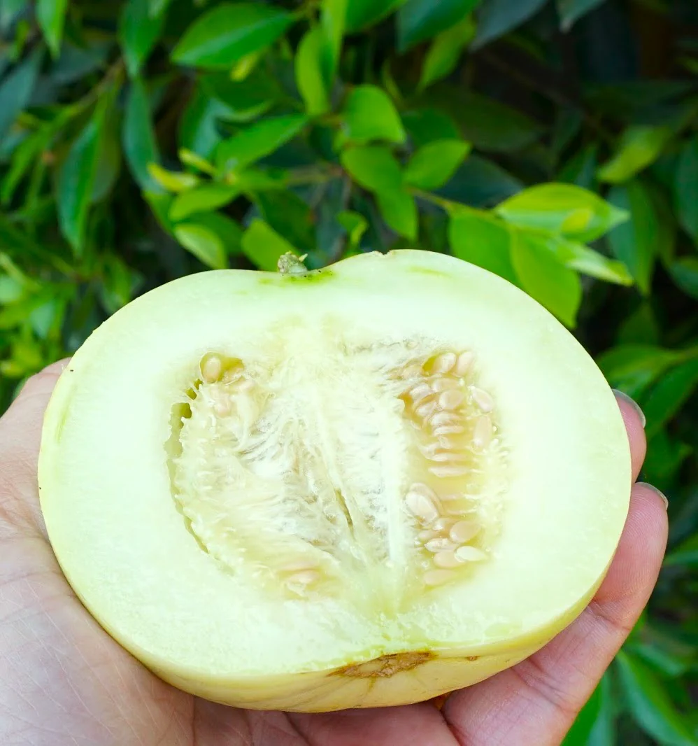 Sakata's Sweet Asian Melon - Image 8