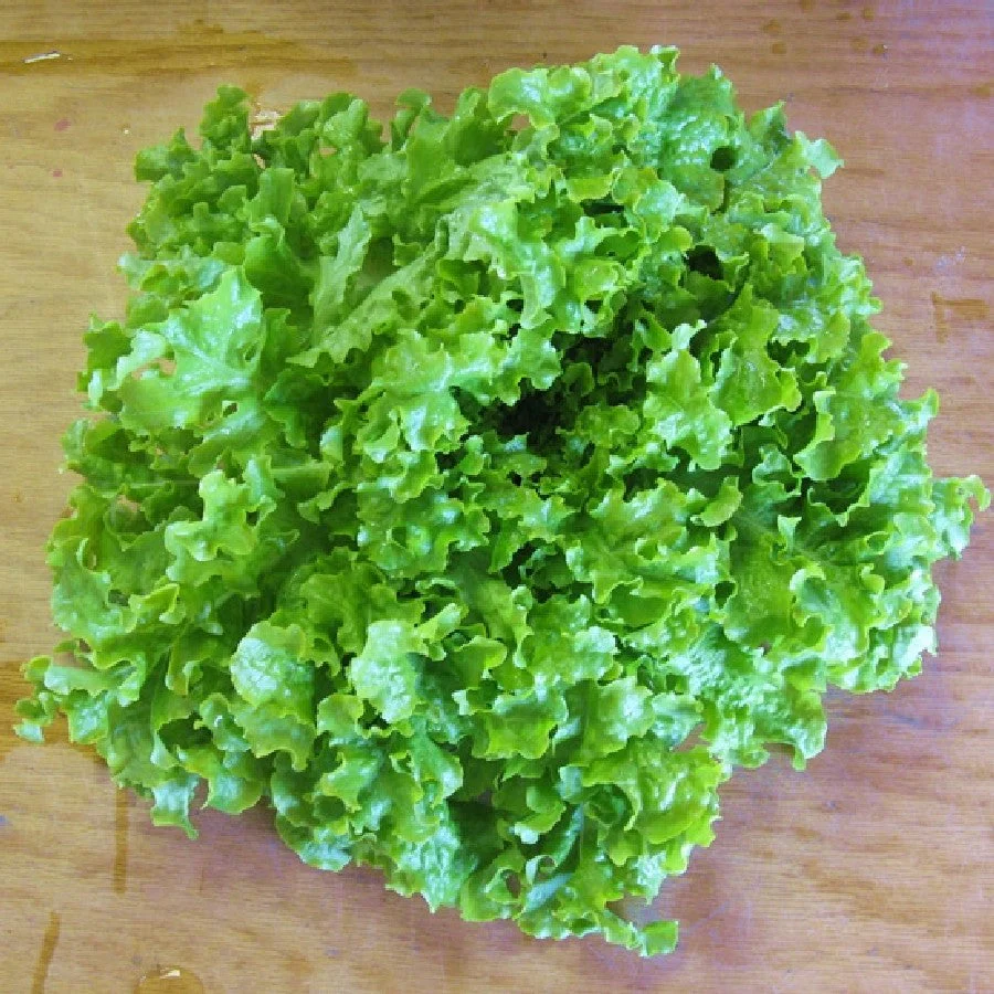 Salad Bowl Lettuce - Image 3