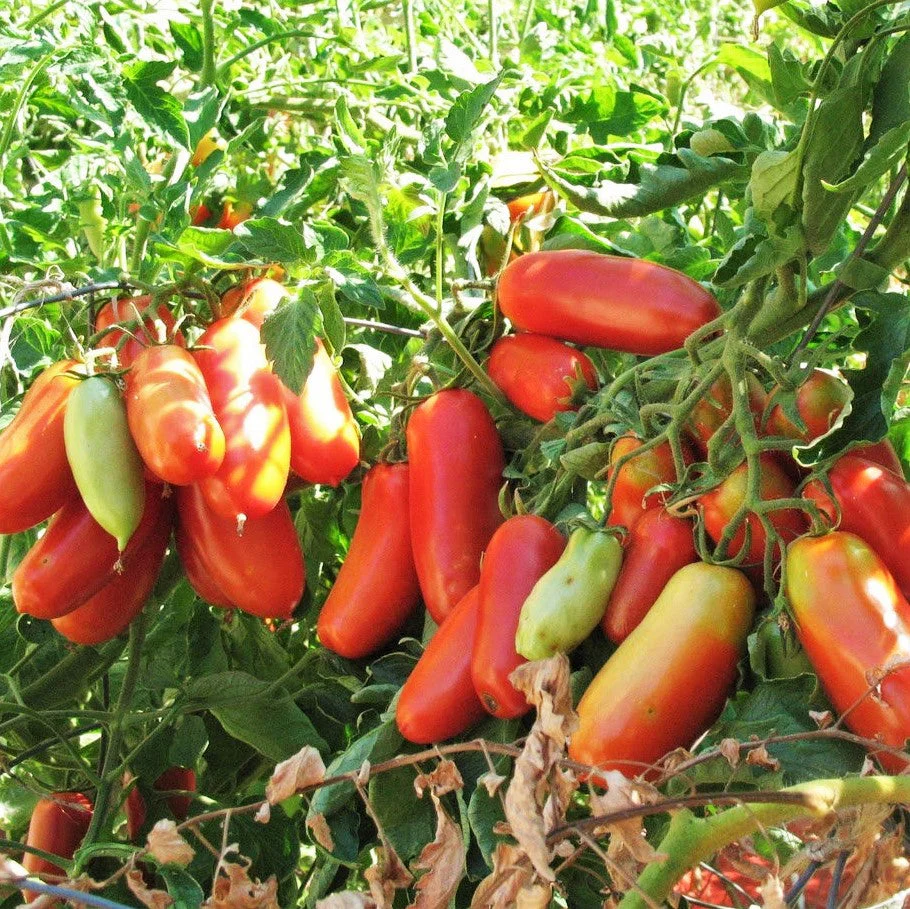 San Marzano Tomato - Image 2