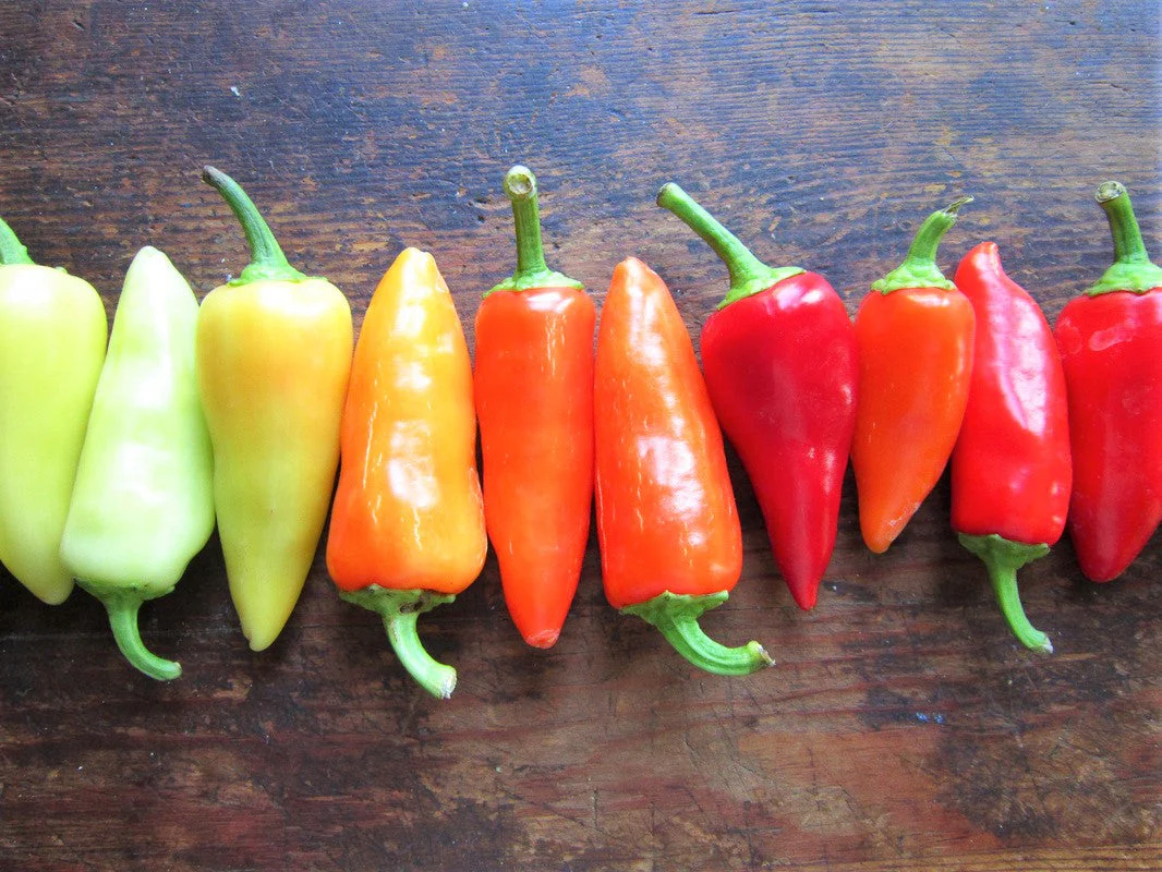 Santa Fe Grande Pepper - Image 4
