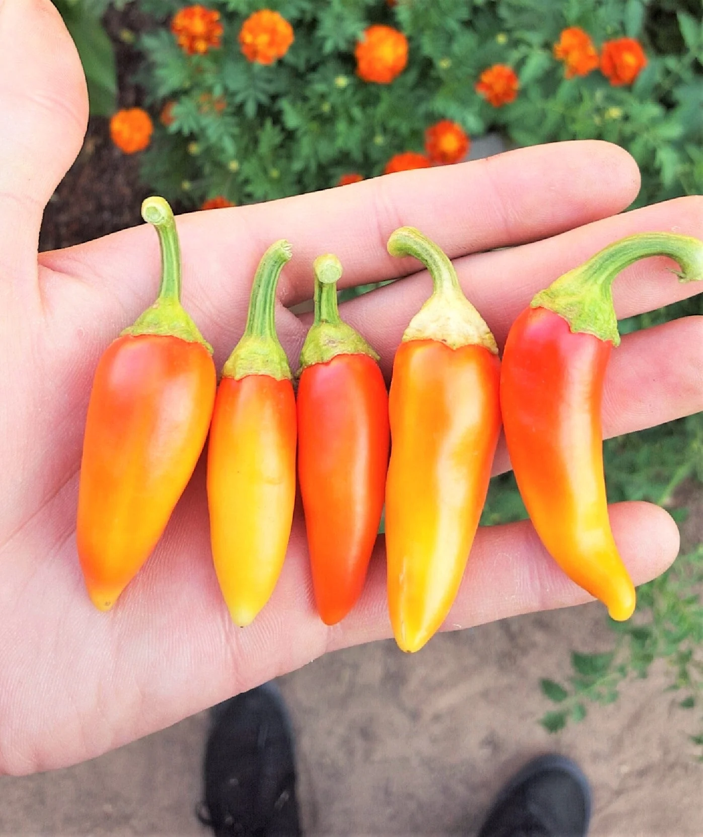 Santa Fe Grande Pepper - Image 5