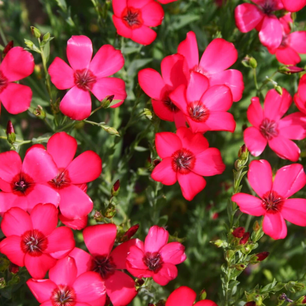 Scarlet Flax