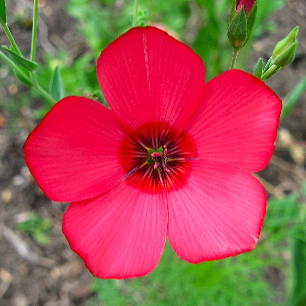 Scarlet Flax - Image 10