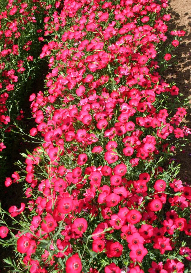 Scarlet Flax - Image 3