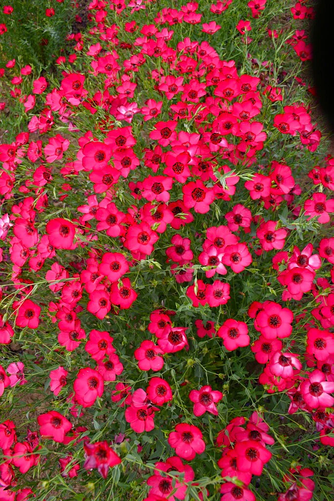 Scarlet Flax - Image 4