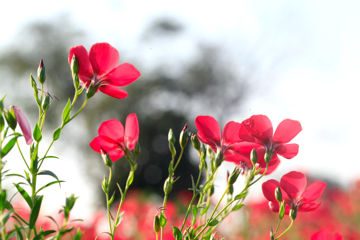 Scarlet Flax - Image 5