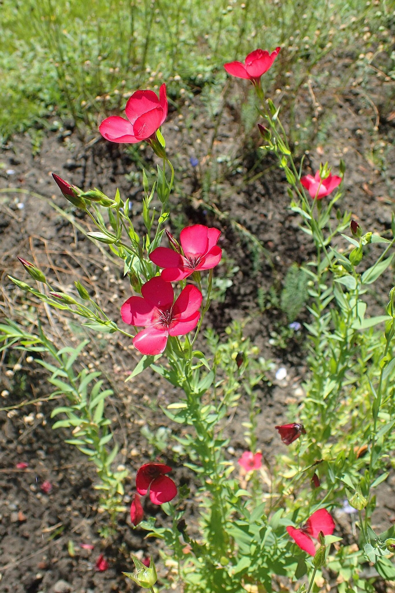Scarlet Flax - Image 6