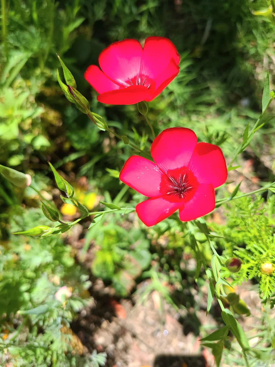 Scarlet Flax - Image 8