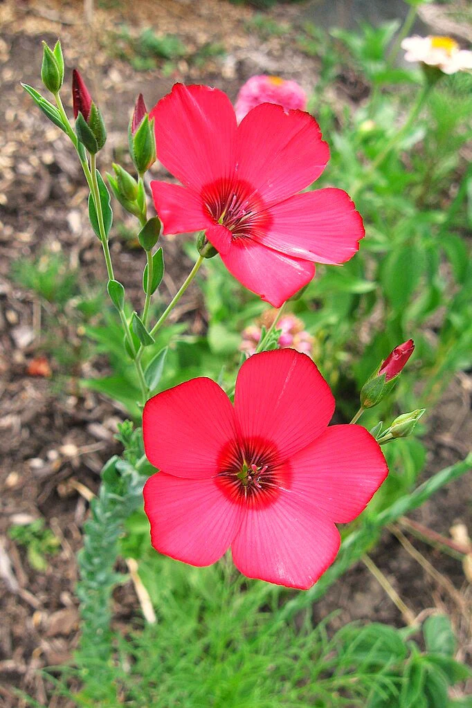 Scarlet Flax - Image 9